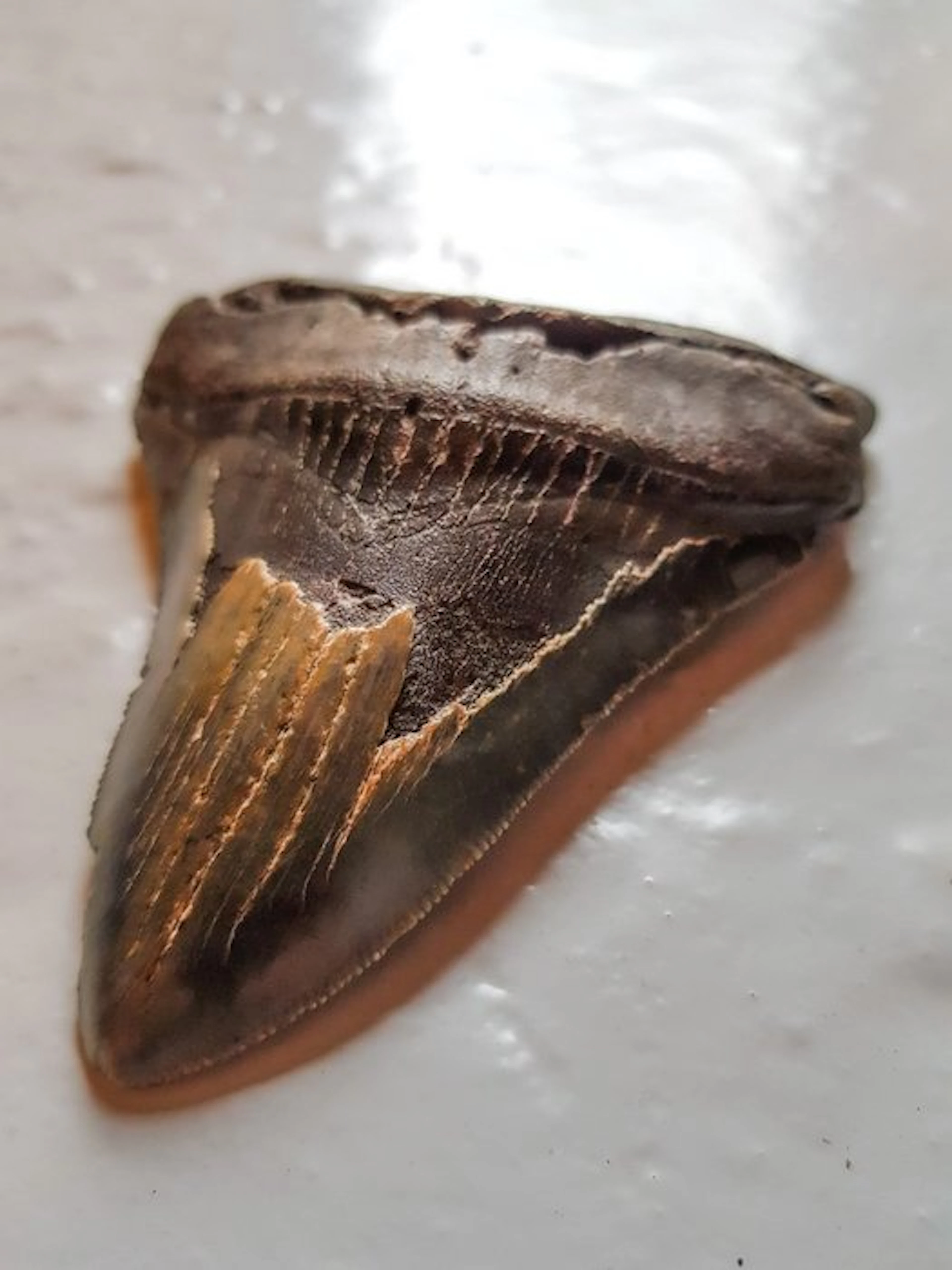 Megalodon - Fossil tooth - 11.6 cm - 9.2 cm