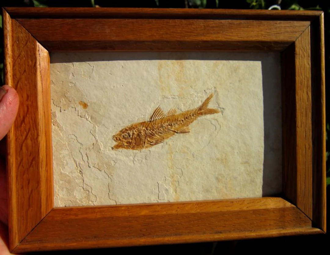 Fish - Fossilised animal - 24 mm