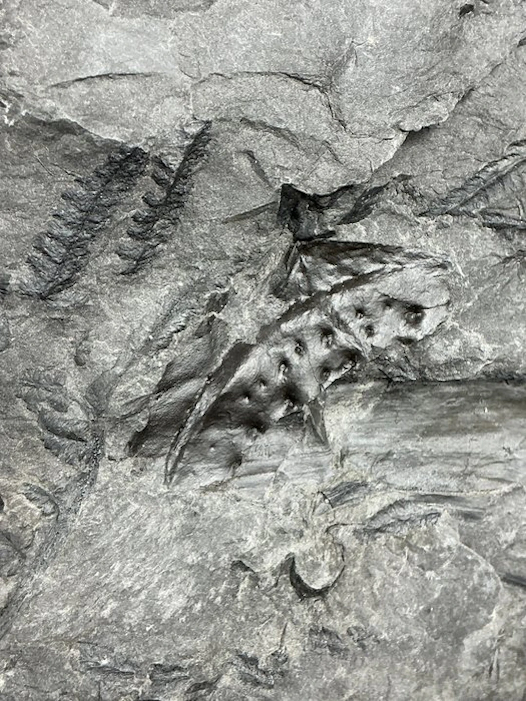 a rare part of an armor plate of a giant carboniferous...