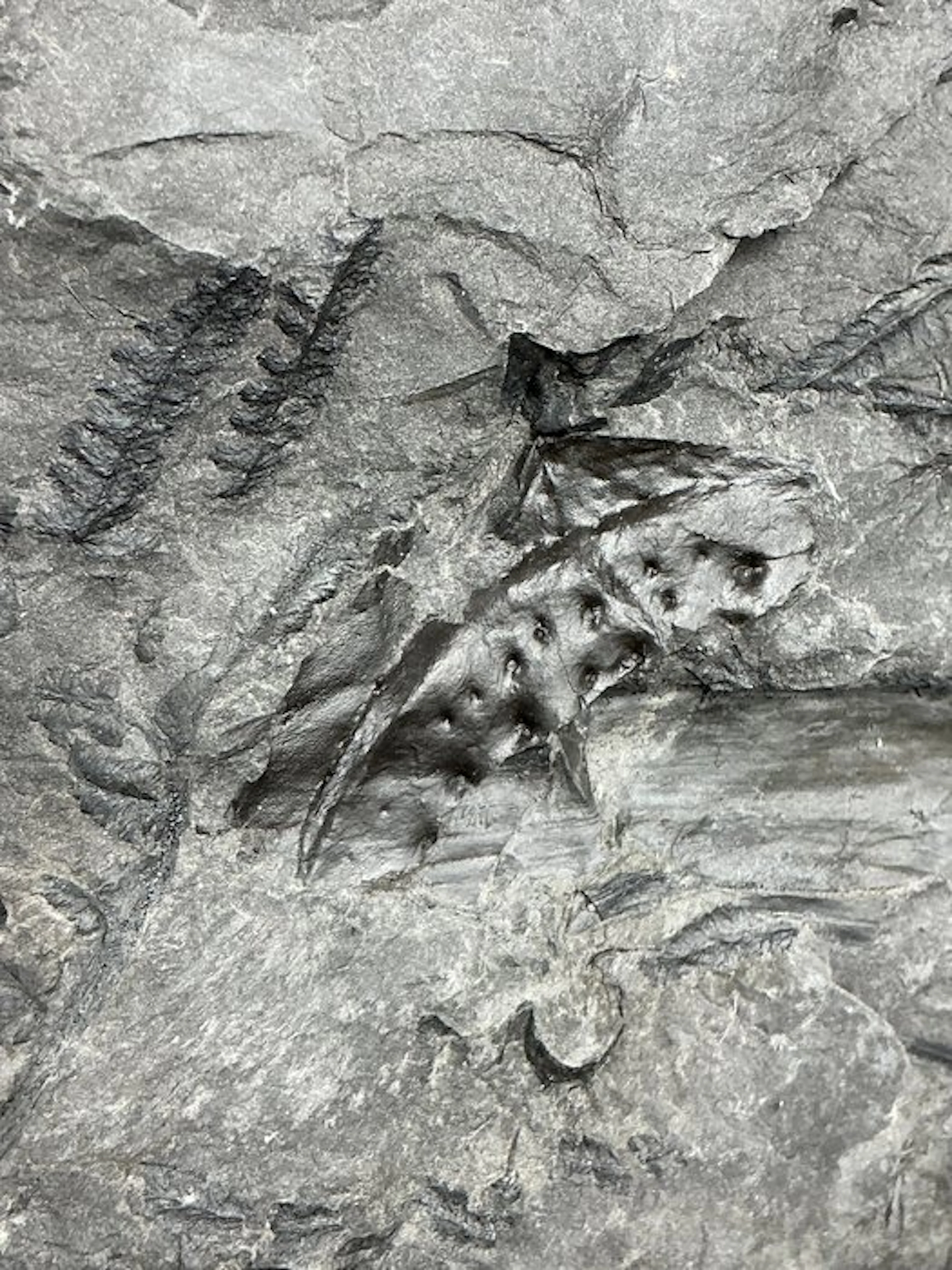 a rare part of an armor plate of a giant carboniferous...
