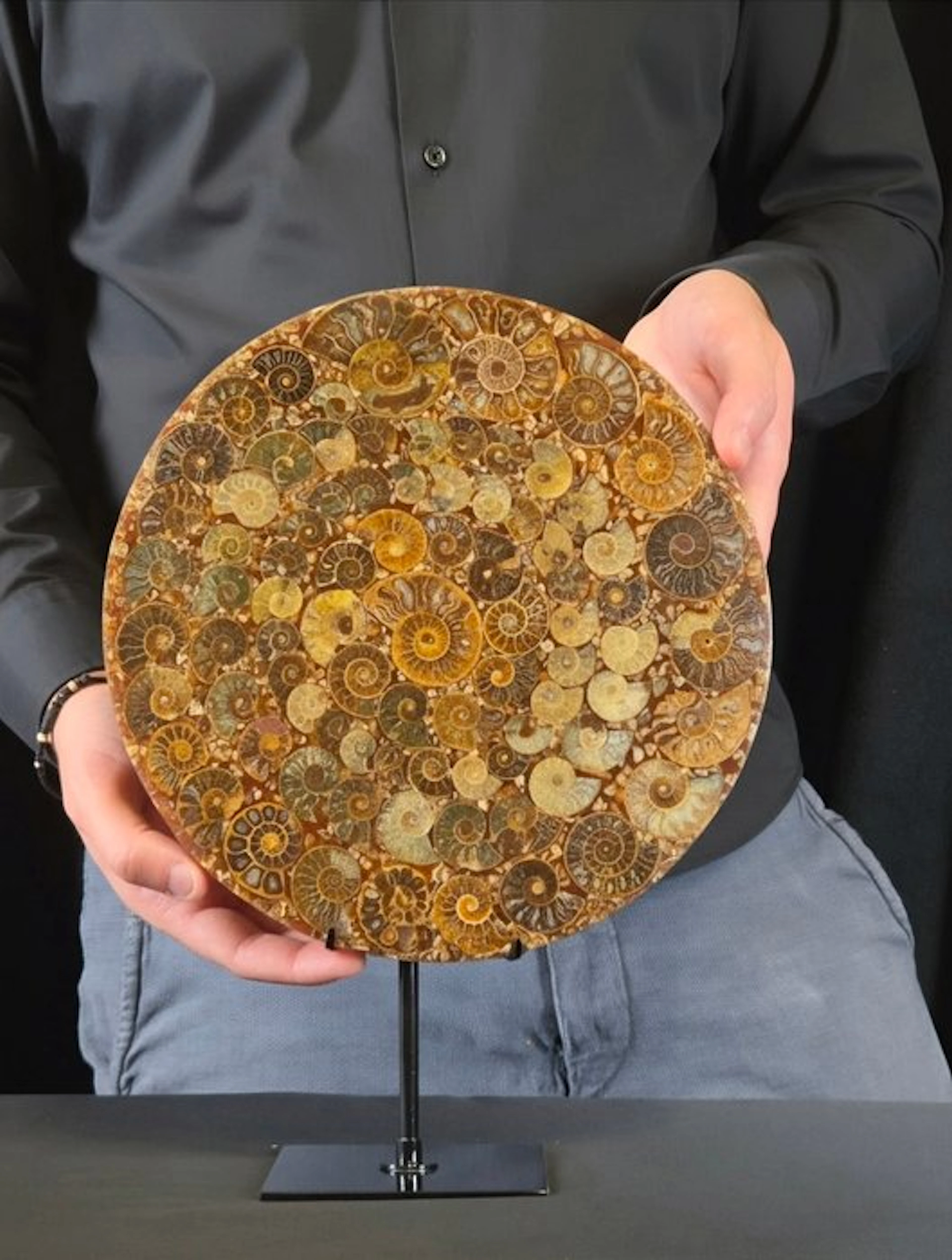 Ammonite - Fossilised animal - Aioloceras (Cleoniceras) sp