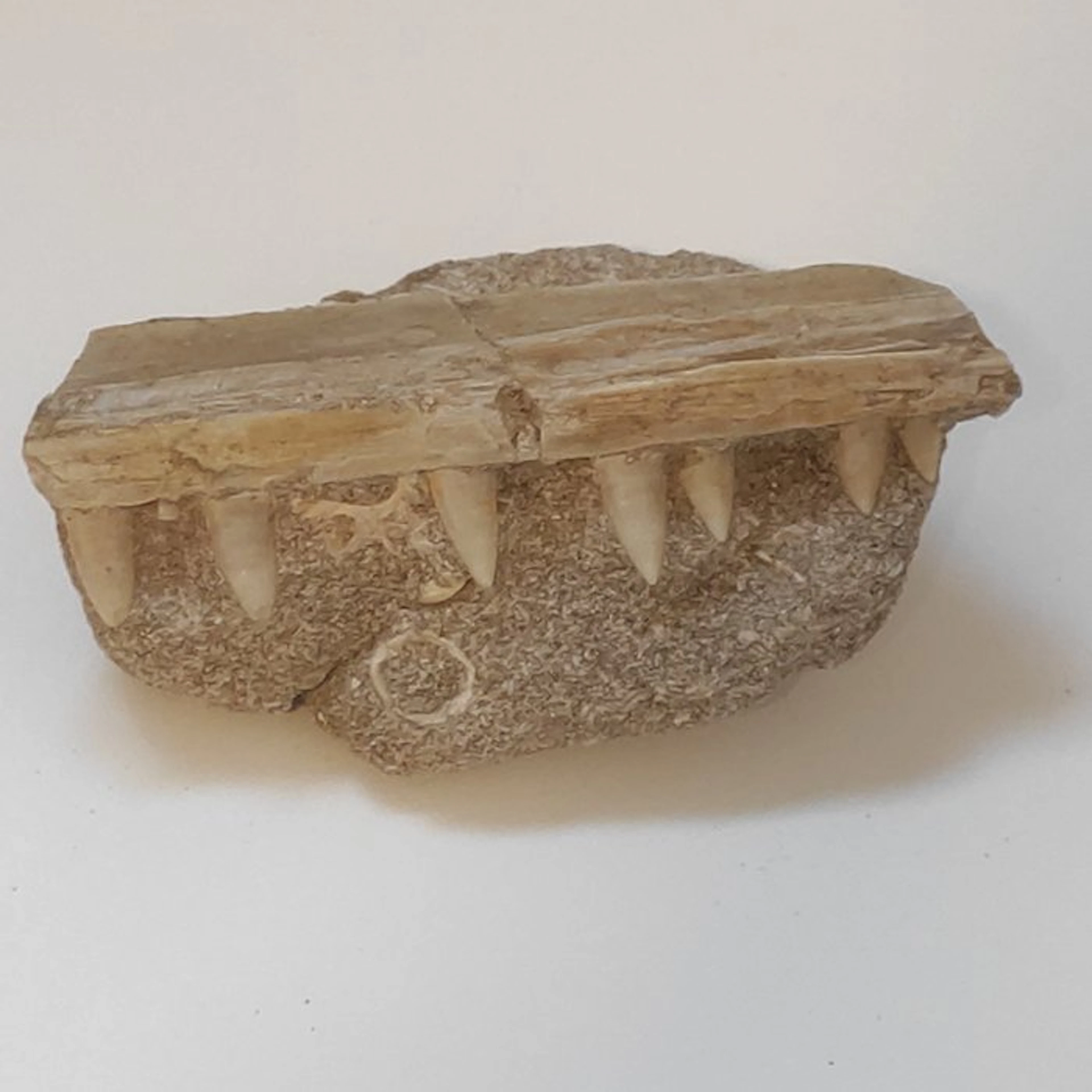 Marine reptile - Fossilised jaw - Enchodus sp. - 10 cm - 6 cm (No