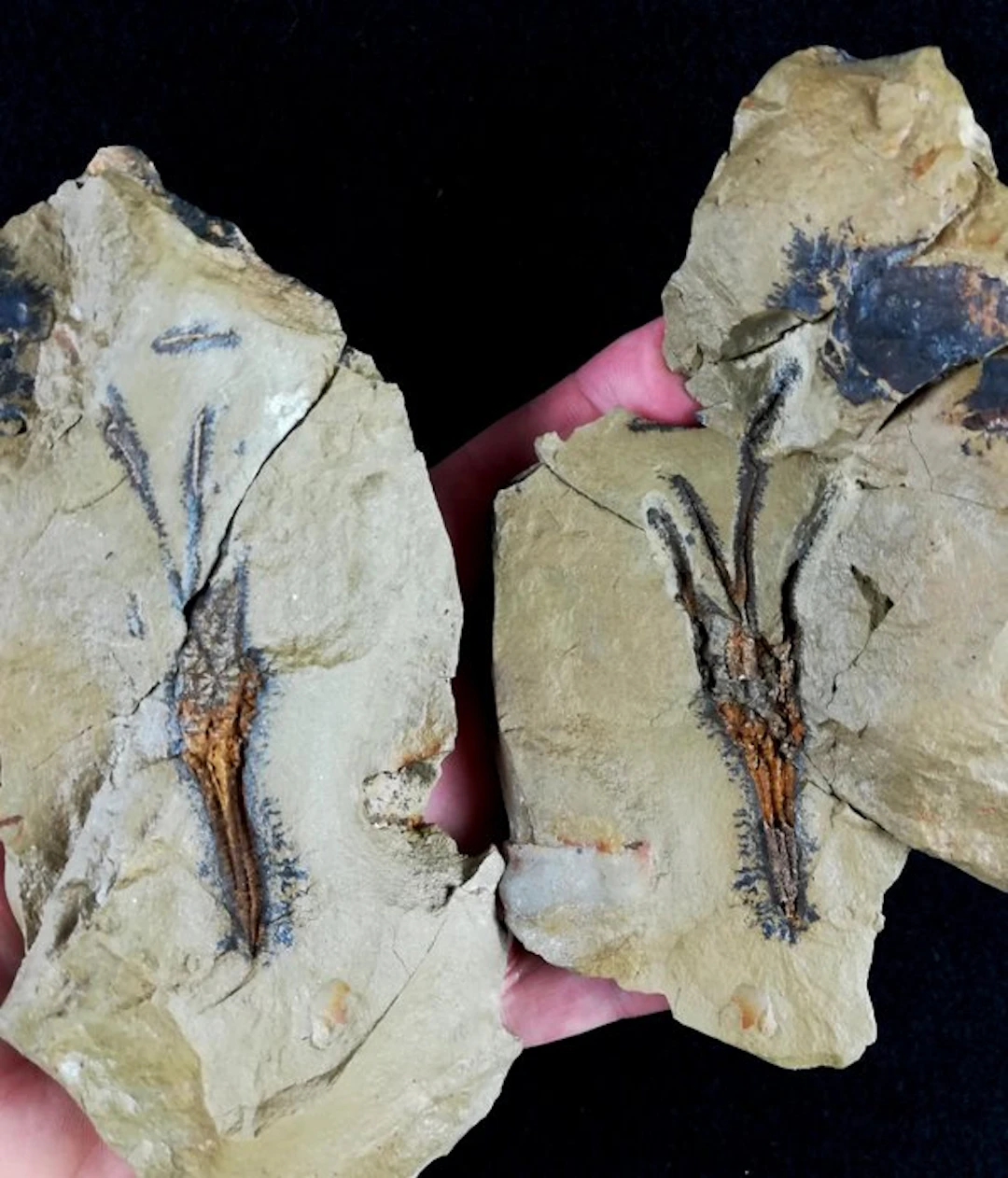 Primitive enigmatic crinoid!!! – extremely rare...