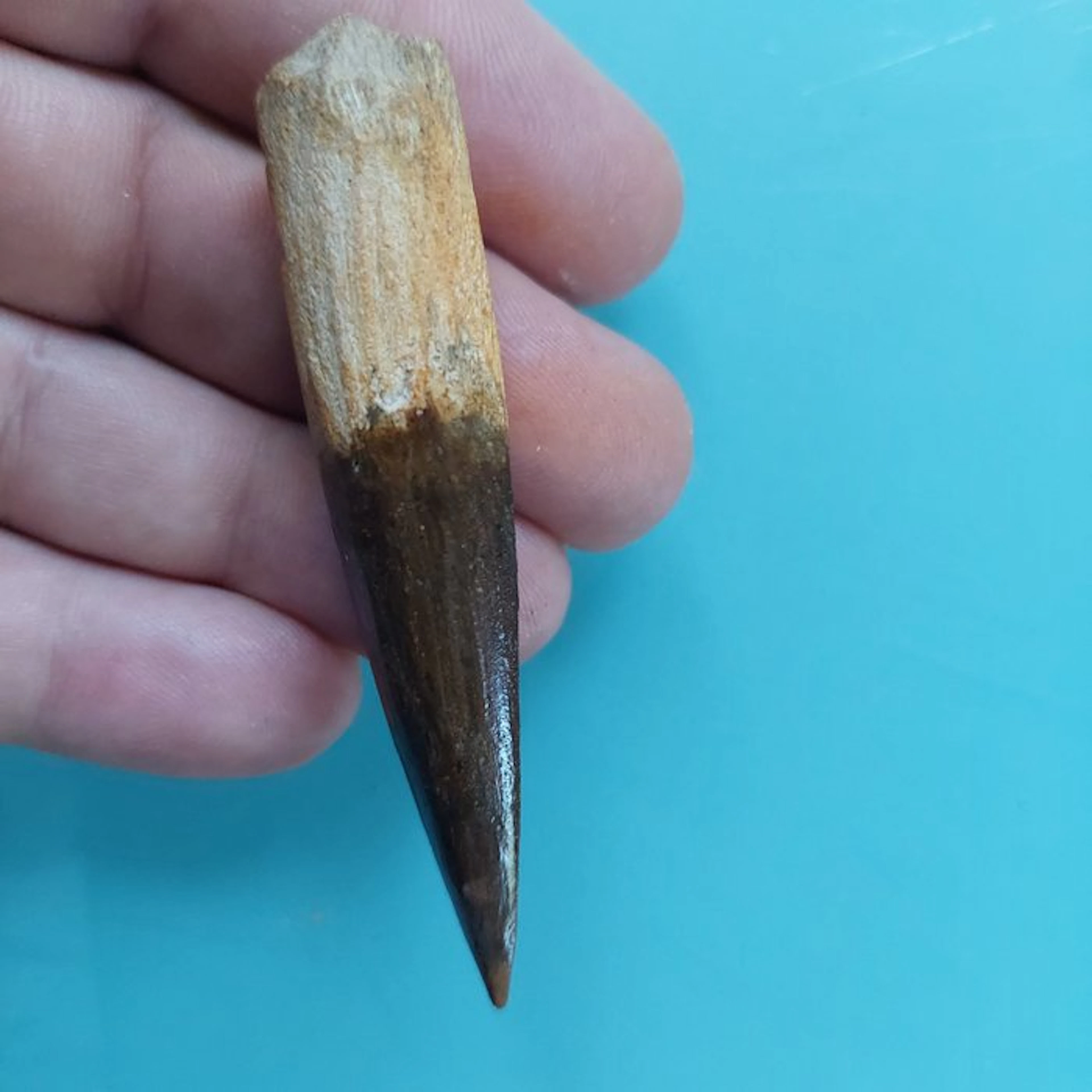 Spinosaur - Fossil tooth - 79 mm - 15 mm