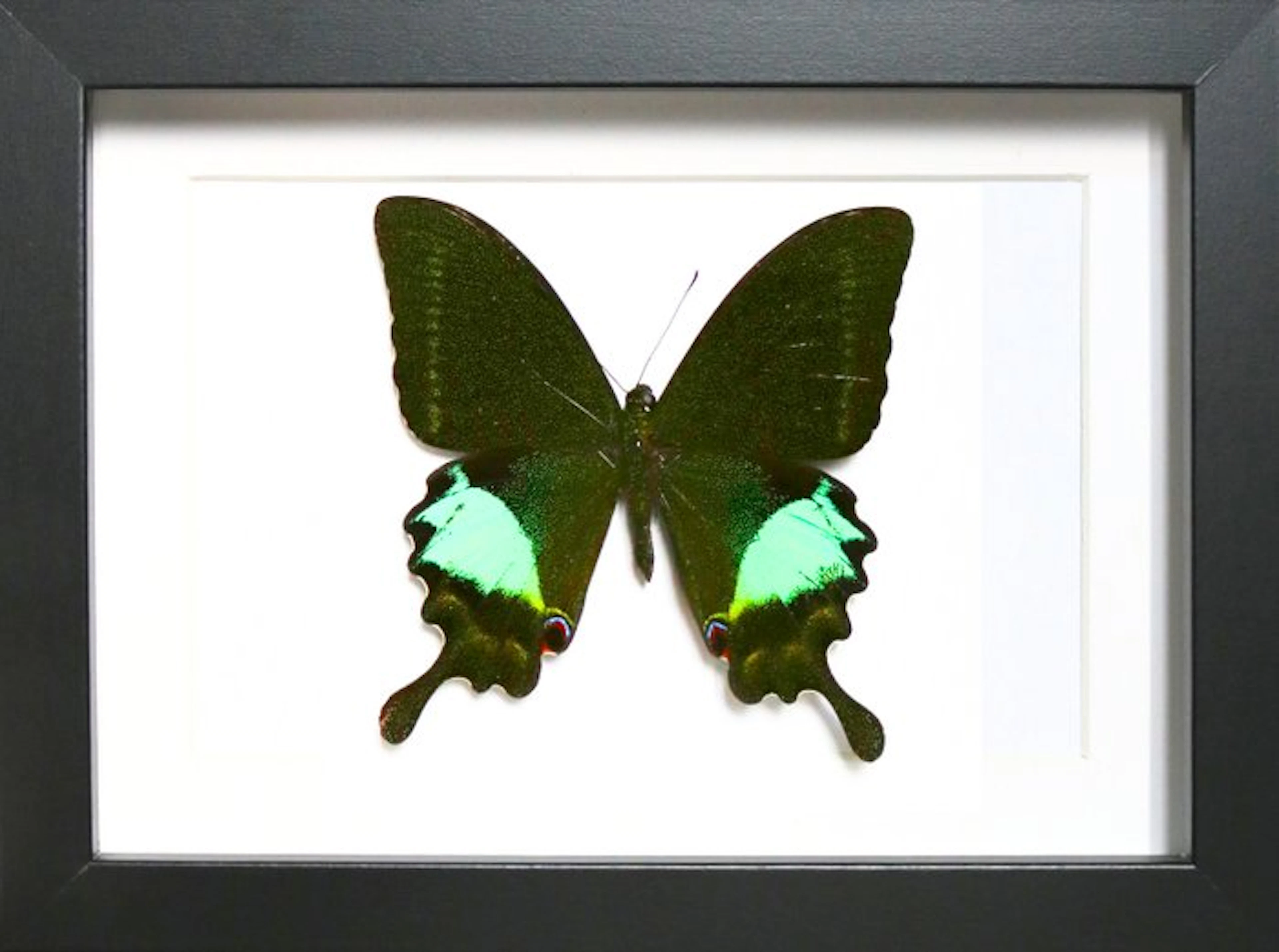 Butterfly Taxidermy full body mount - Papilio paris - 13...