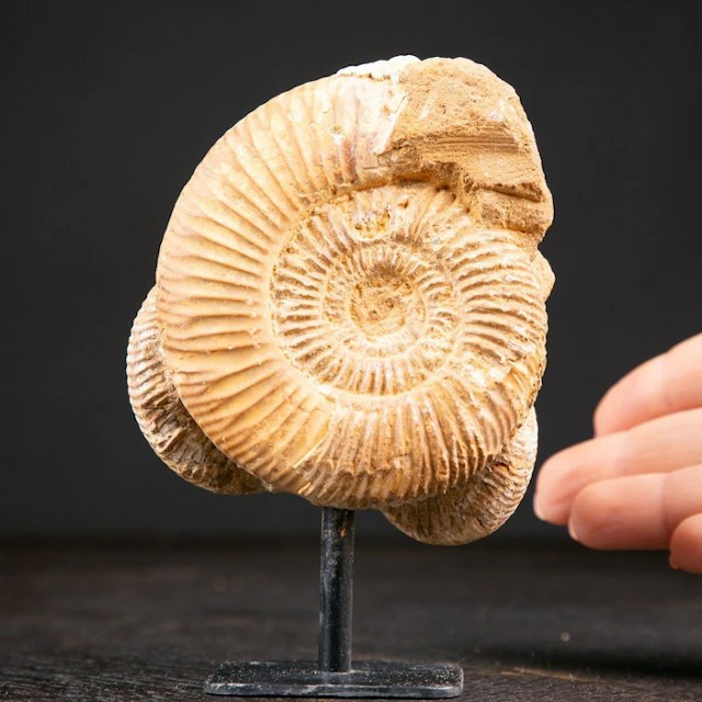 Rare Jurassic Perisphinctes Ammonite Cluster - Natural...