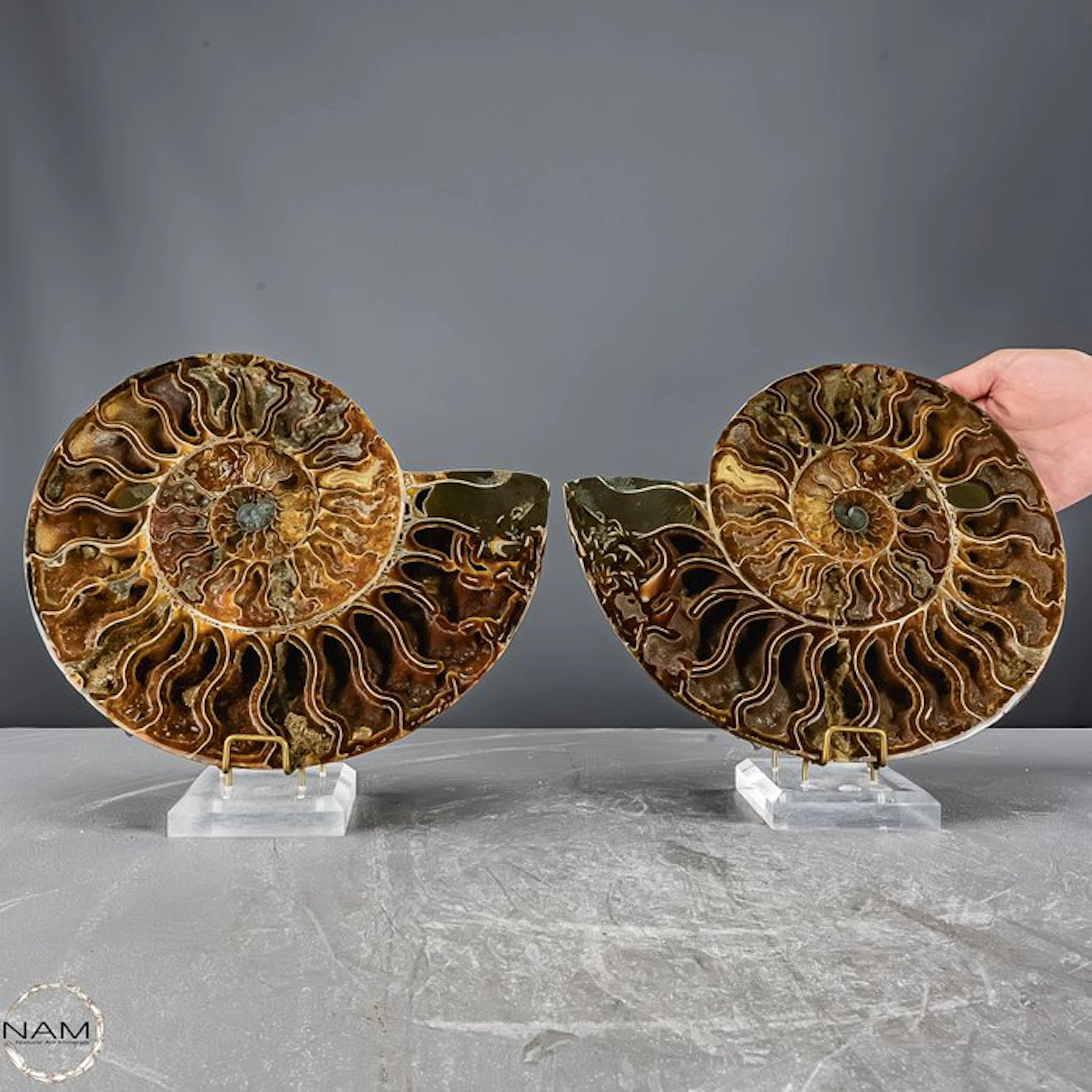Impressive nautilus-ammonite pair – a fascinating relic...