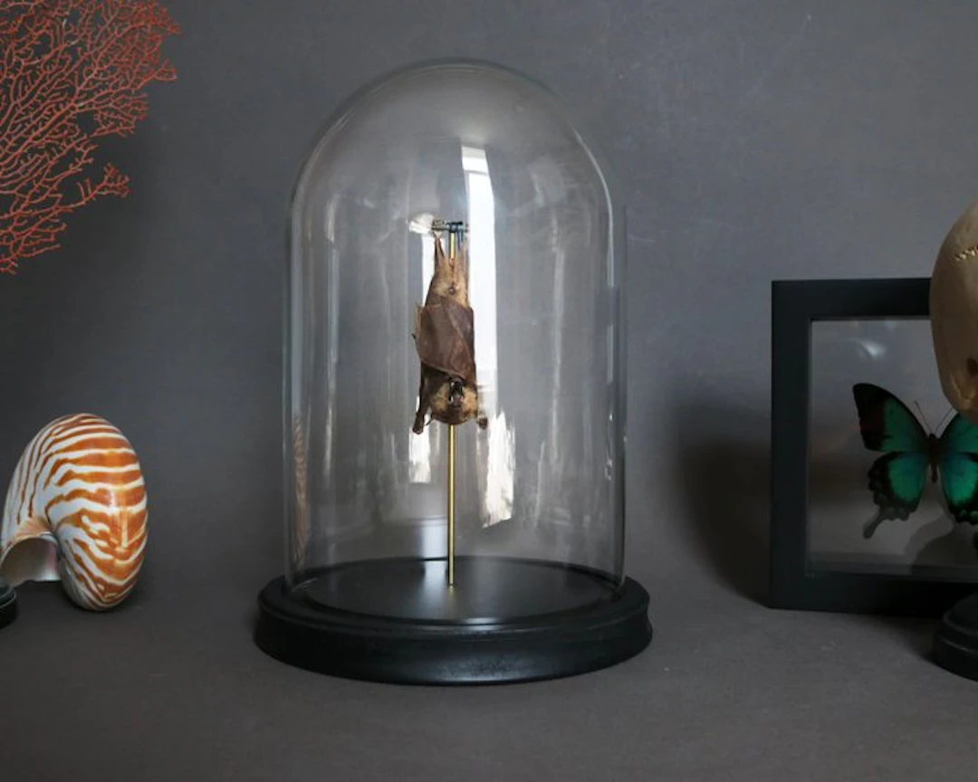 Bat Taxidermy full body mount - Macroglossus minimus - 25...