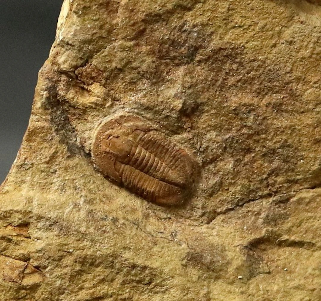 Finest quality trilobite fossil - A rare one - Fossilised...