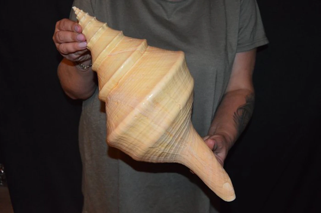 Sea Snail Sea shell - S-597 SYRINX ARUANUS
