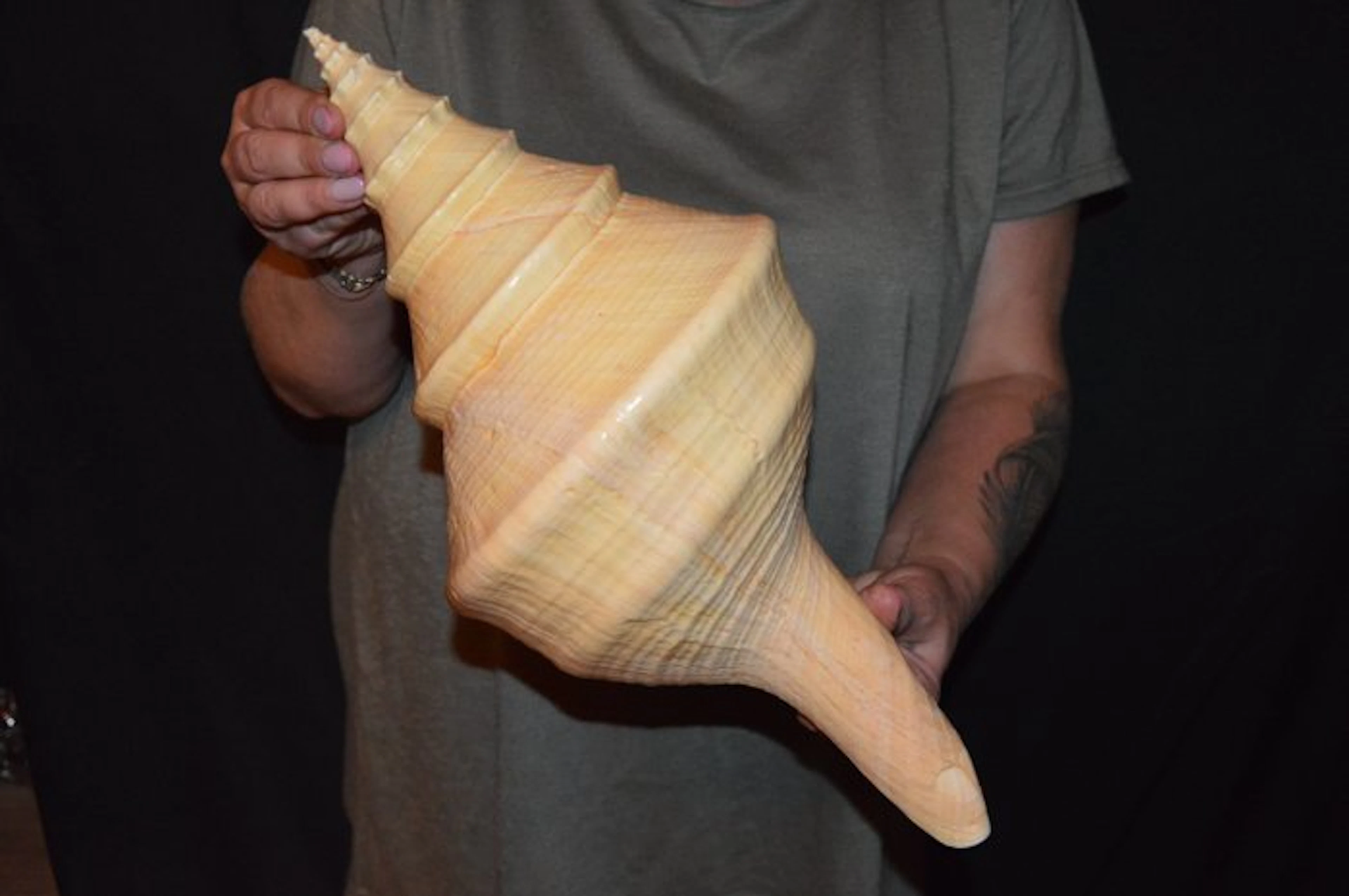 Sea Snail Sea shell - S-597 SYRINX ARUANUS