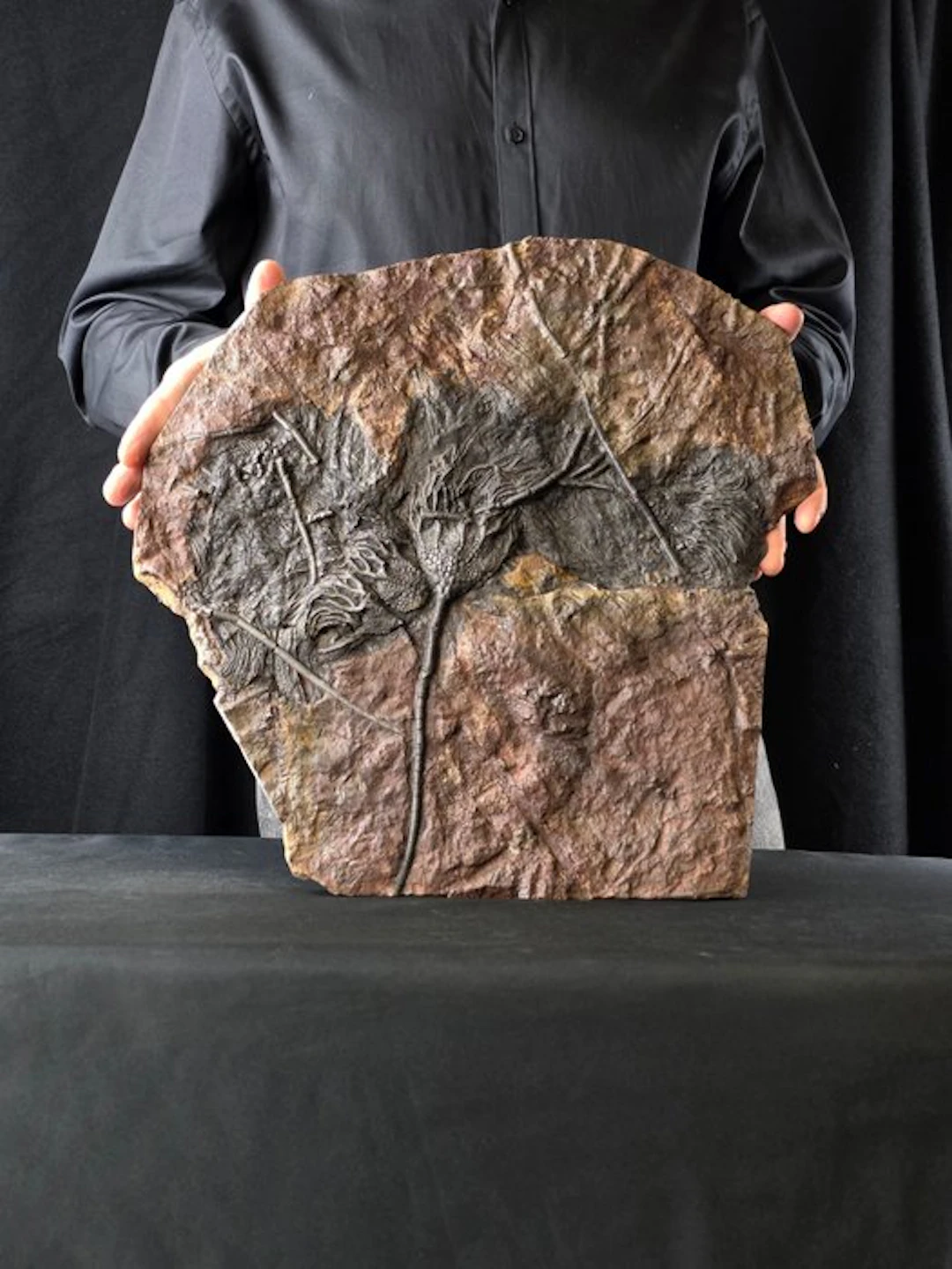 Crinoid - Fossilised animal