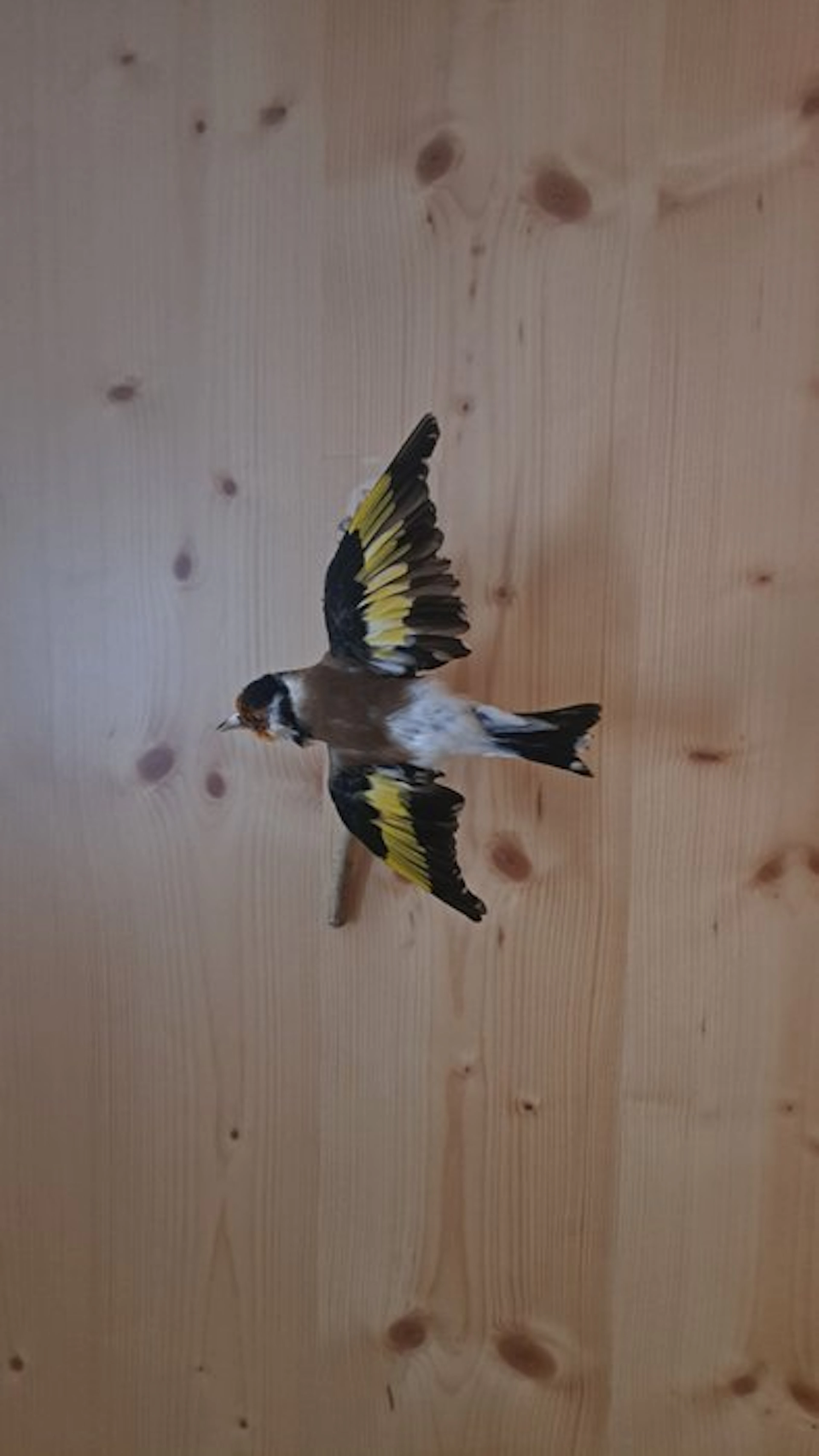 Stieglitz Taxidermy full body mount - Stieglitz Major...