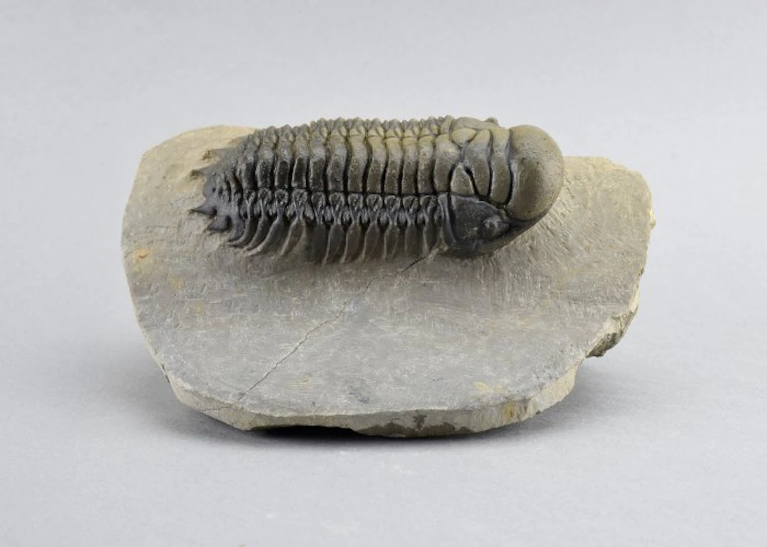 Beautiful prone trilobite - Fossilised animal - Cheirurus (Crotalocephalina) gr