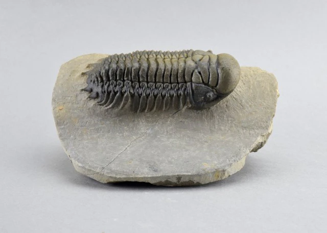 Beautiful prone trilobite - Fossilised animal - Cheirurus (Crotalocephalina) gr