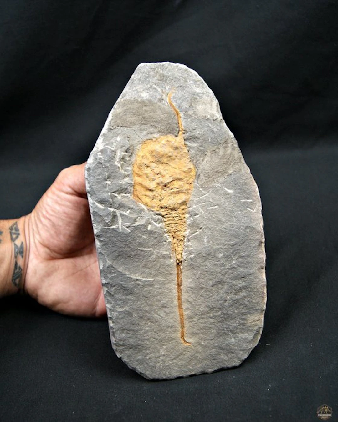 Echinoderm - Fossilised animal - Carpoideo exclusivo recientemente descubierto