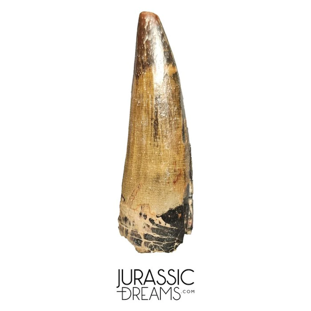 Nicely Preserved Suchomimus tenerensis Spinosaurid...