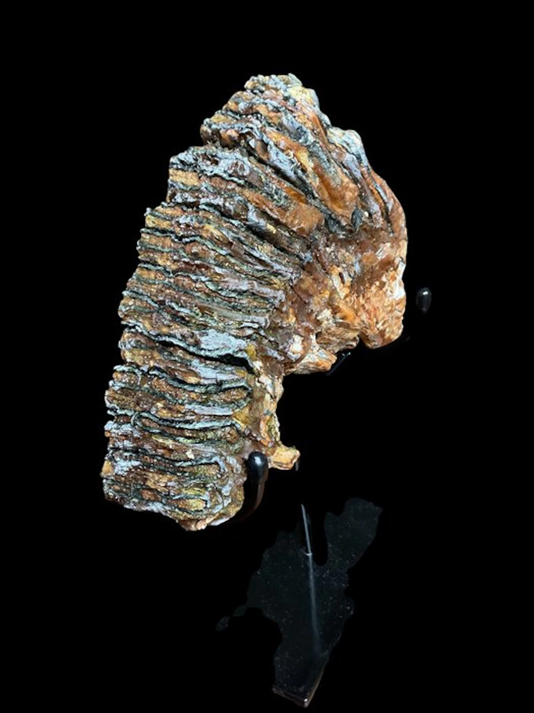 Woolly Mammoth - Fossil molar - 20 cm - 18 cm