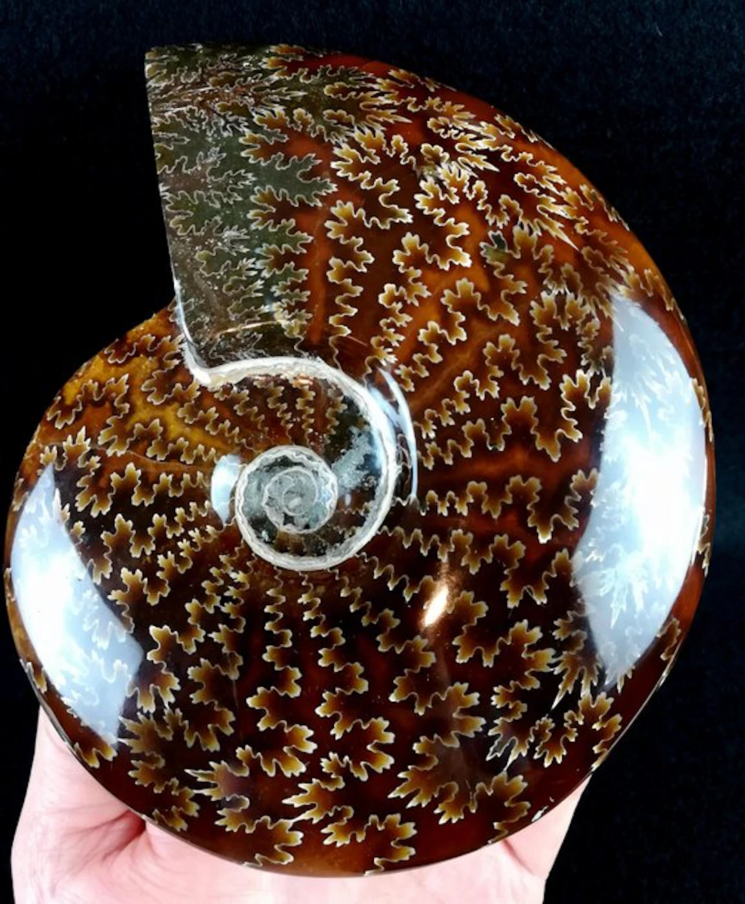 Ammonite - Fossilised animal - Aioloceras (Cleoniceras)...