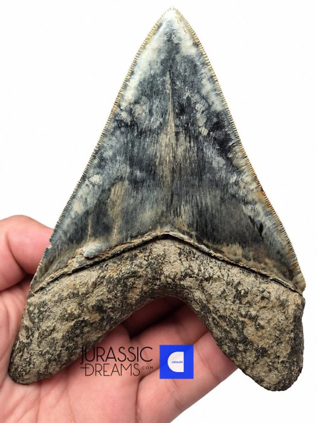 Gem Grade Huge 12,5cm Killer Blue Megalodon Tooth from...