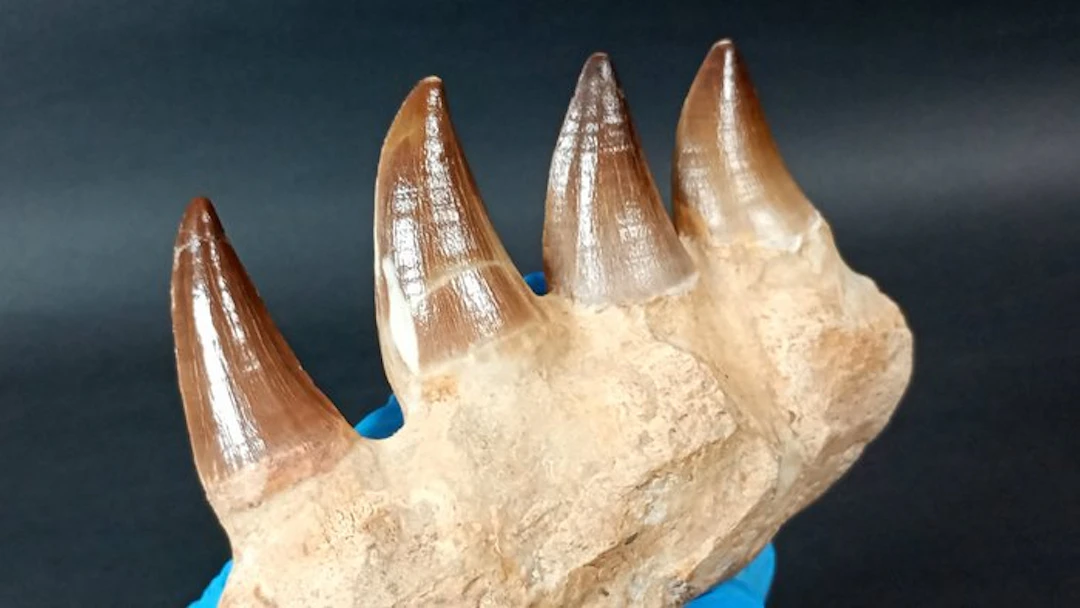 Mosasaur - Fossilised jaw - Eremiasaurus Heterodontus...