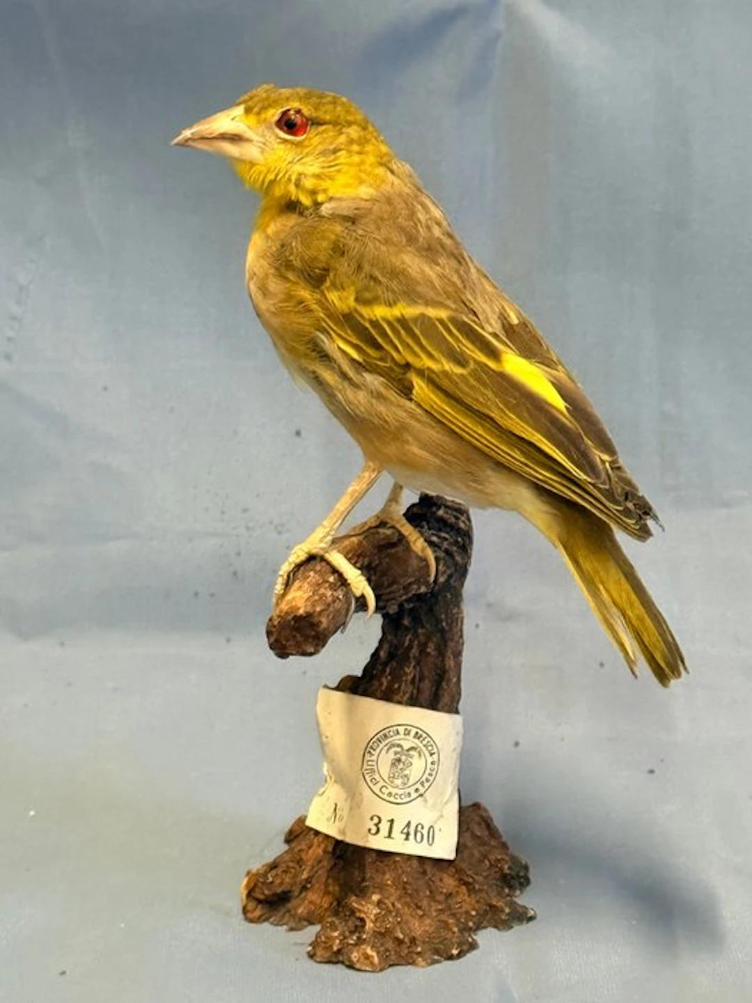 Weaver gendarme Taxidermy full body mount - Ploceus...