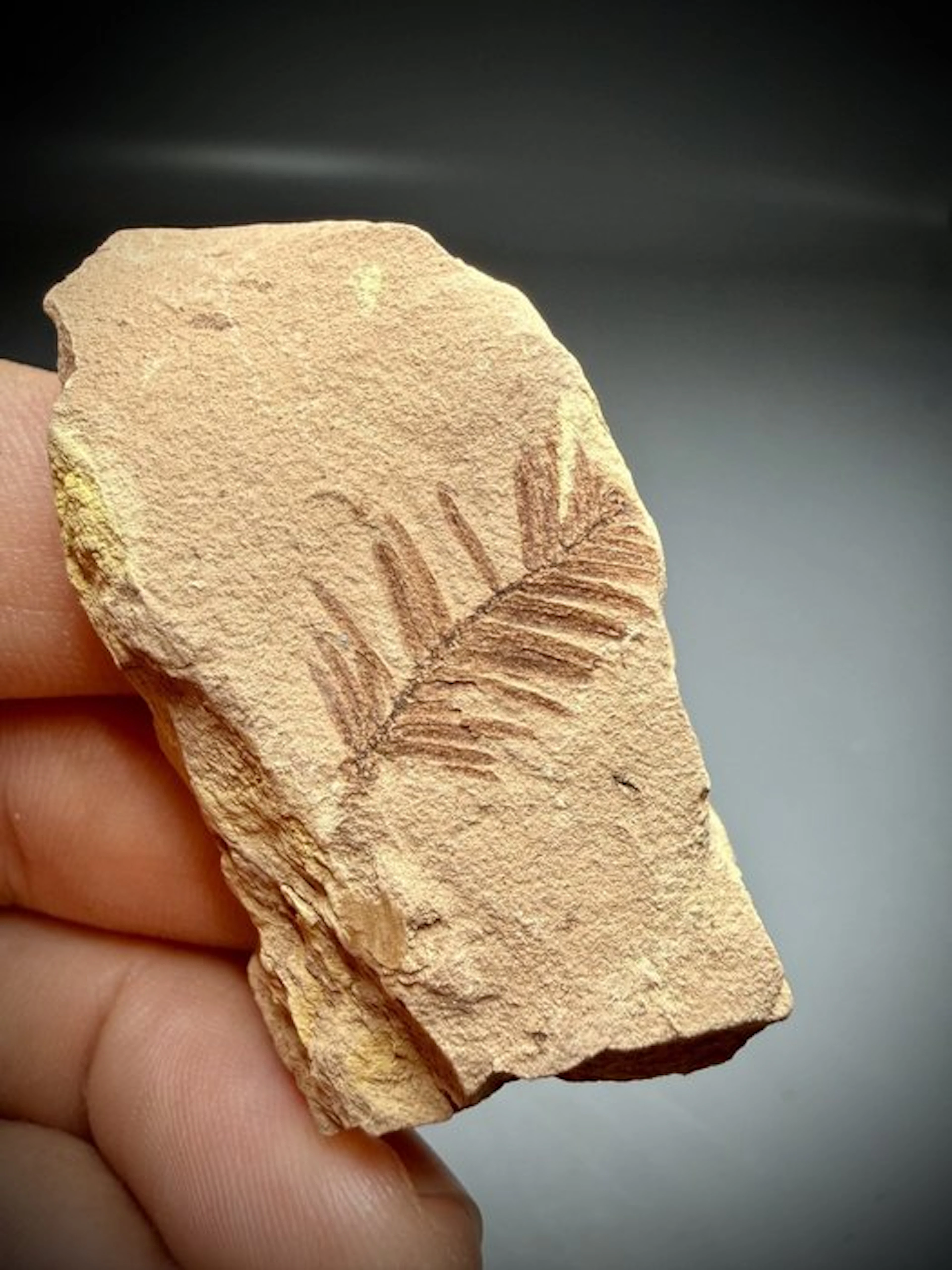 Fossil Dawn Redwood - Fossil carapace - Metasequoia sp.