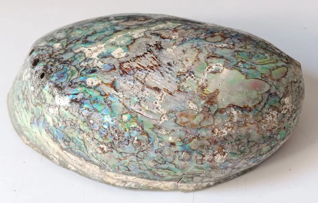 Abalone Shell Sea shell - Haliotis iris (No reserve price)