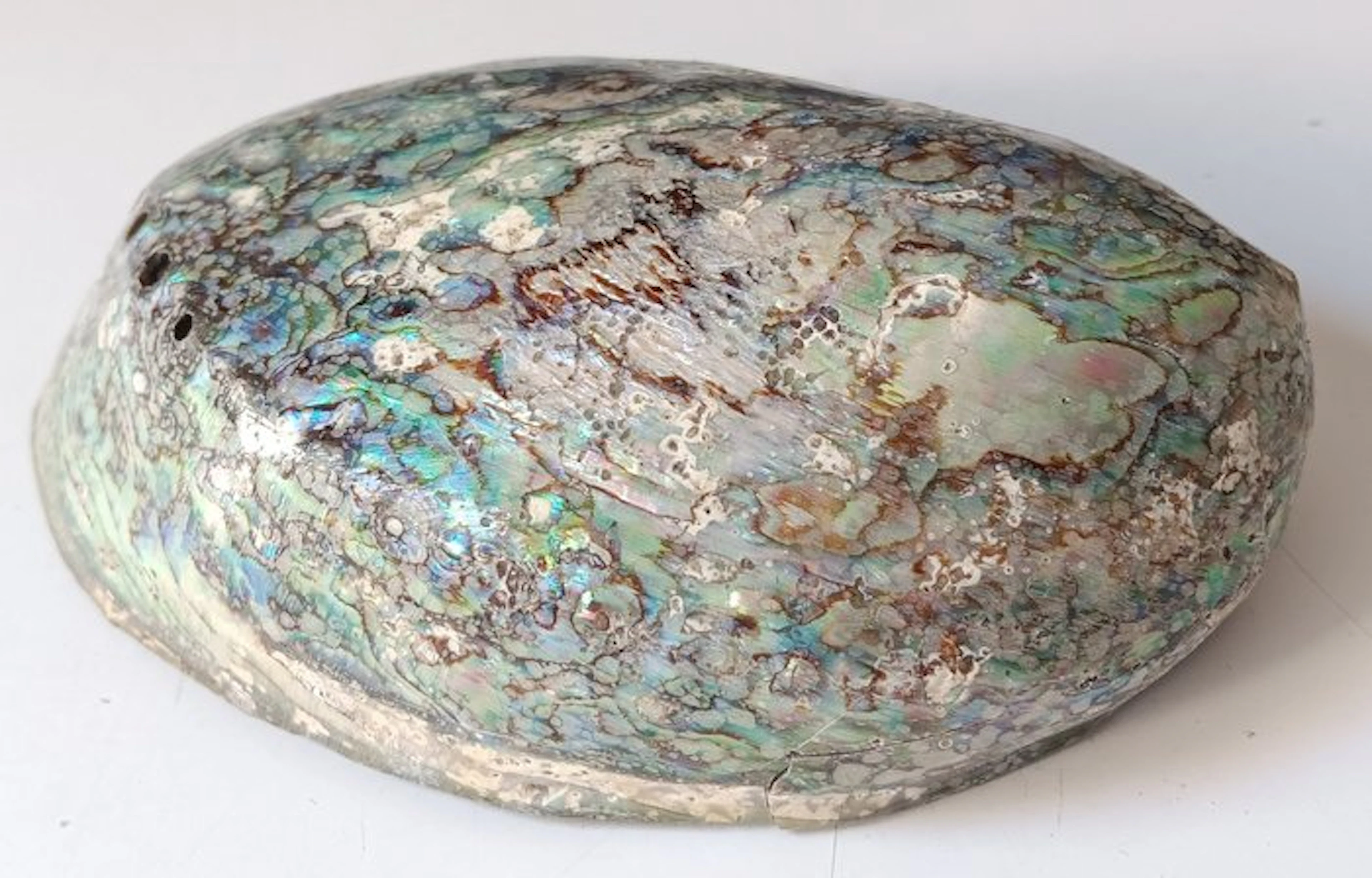 Abalone Shell Sea shell - Haliotis iris (No reserve price)