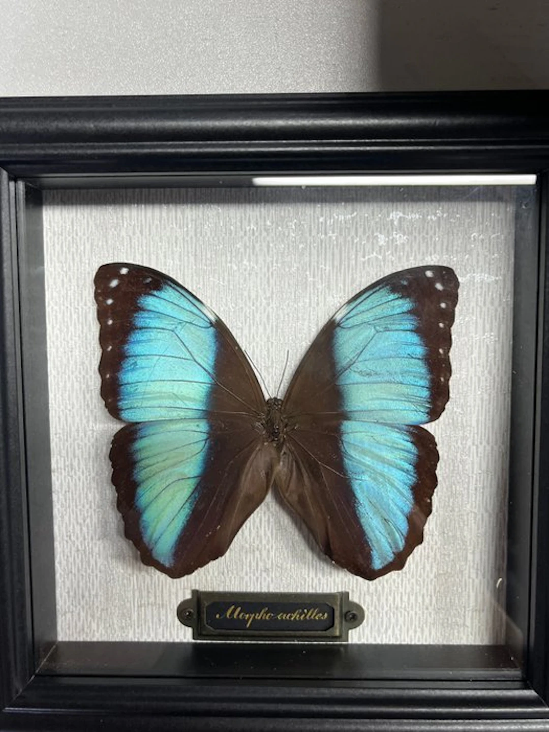 Morpho achilles Taxidermy wall mount - Morpho achilles - 0 cm - 0 cm - 0 cm