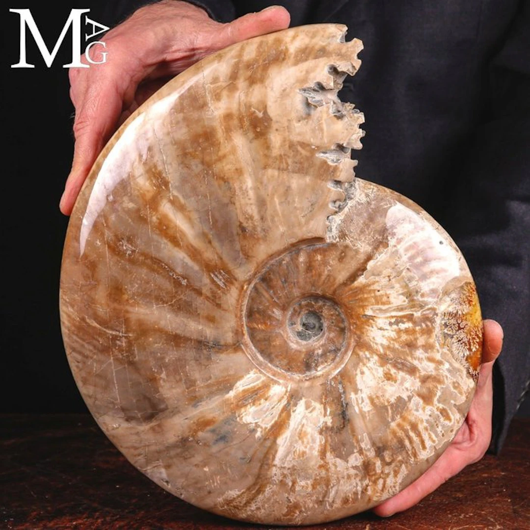 Large Cleoniceras Ammonite with Iridescent...