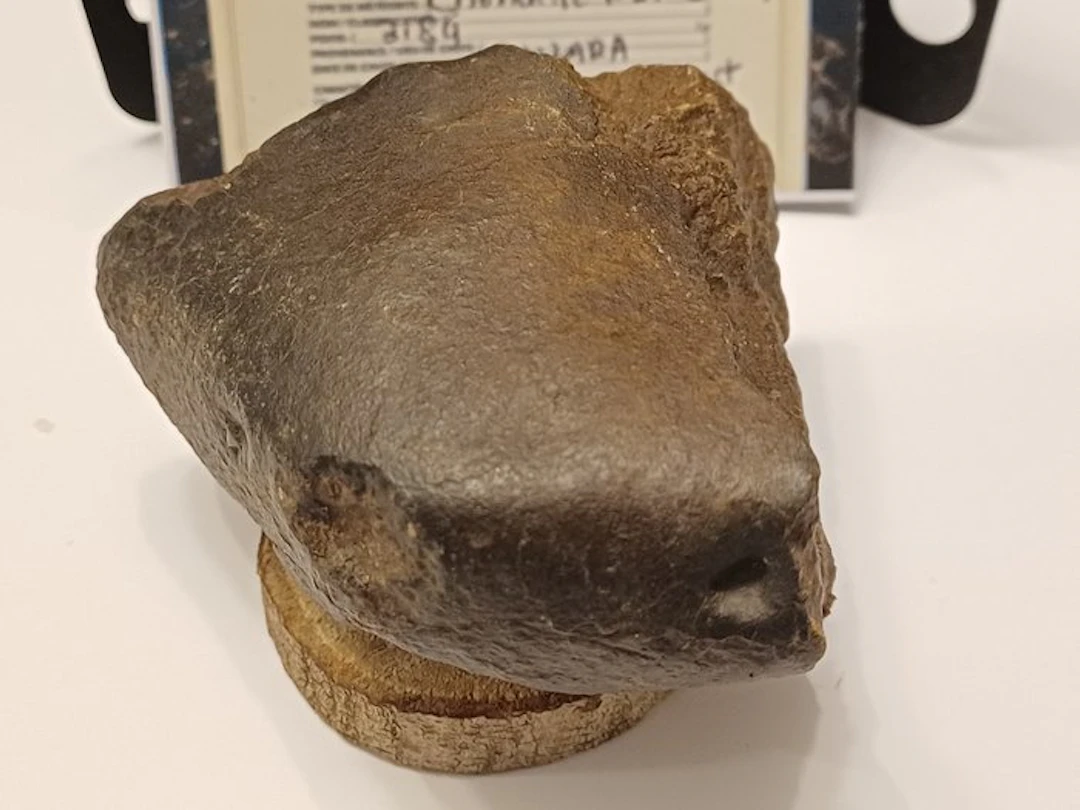 NWA 318G ORIENTED chondrite with fusion crust Chondrite Meteorite - 318 g