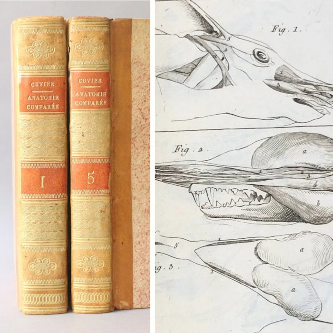 Georges Cuvier - Leçons d'anatomie comparée - 1805