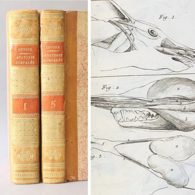 Georges Cuvier - Leçons d'anatomie comparée - 1805