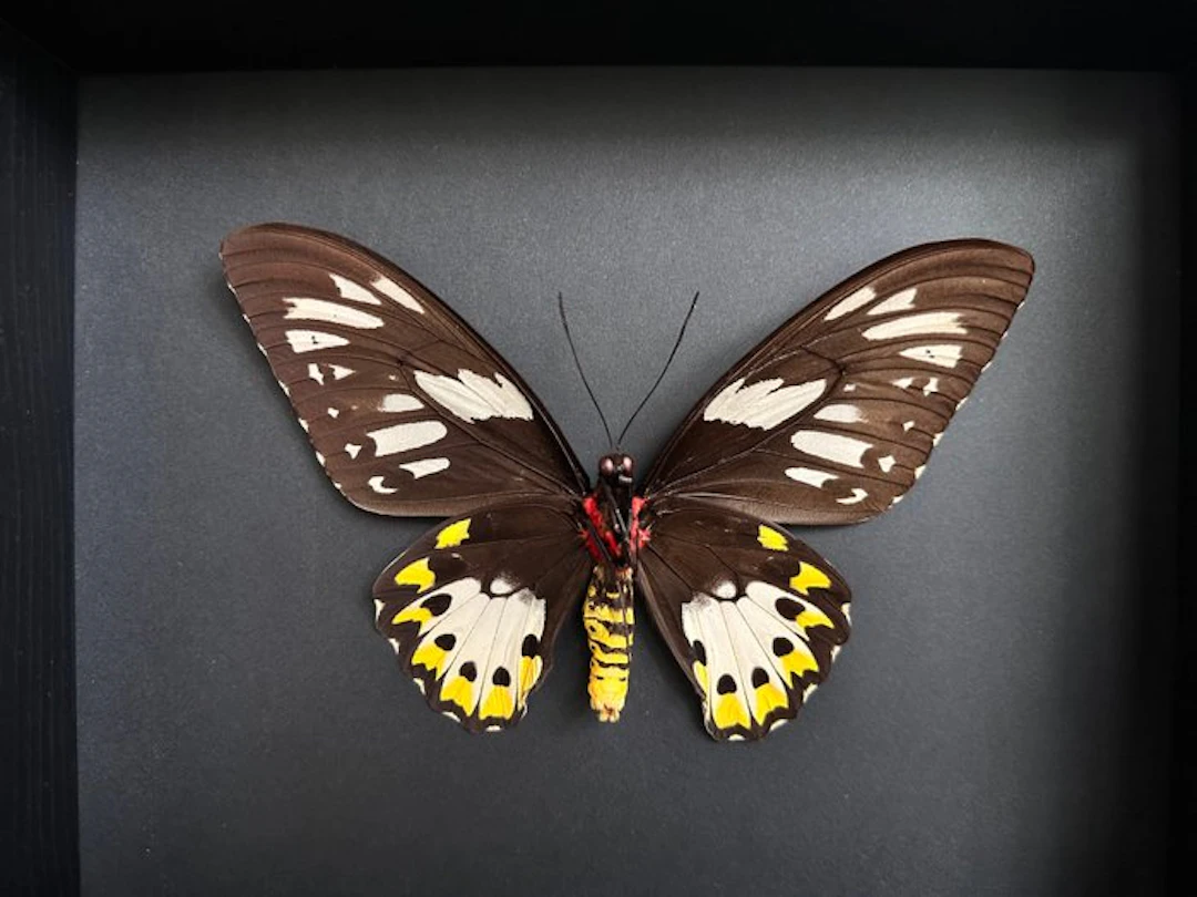 Butterfly Taxidermy full body mount - Magnifiques...