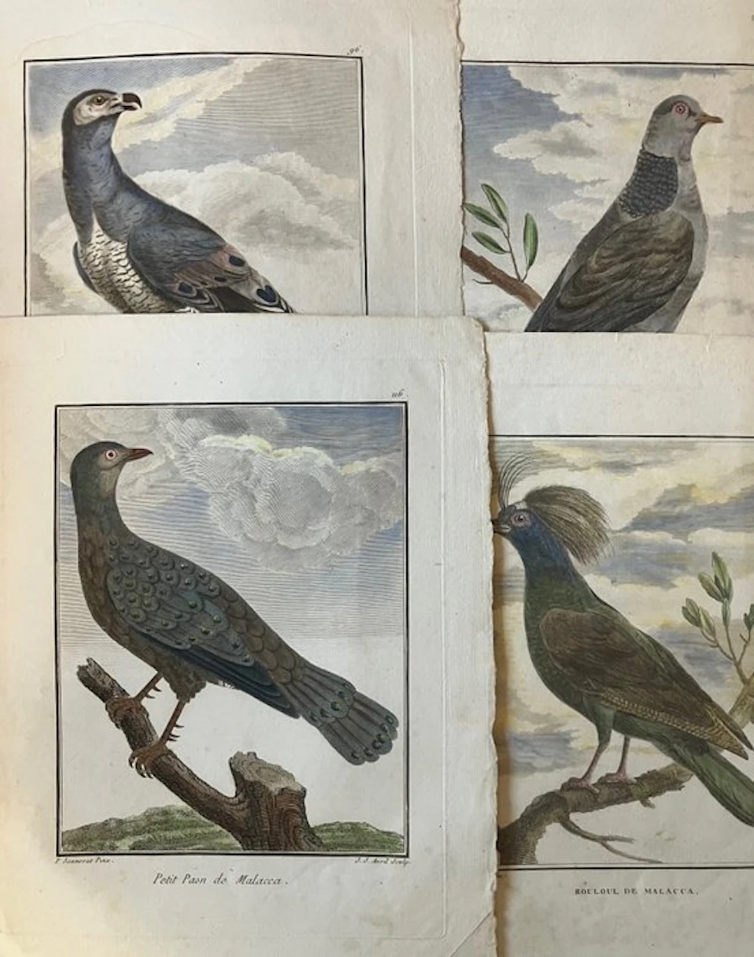Fessart, after Pierre Sonnerat - Vögel / Birds 4 coloured copperplates - 1782