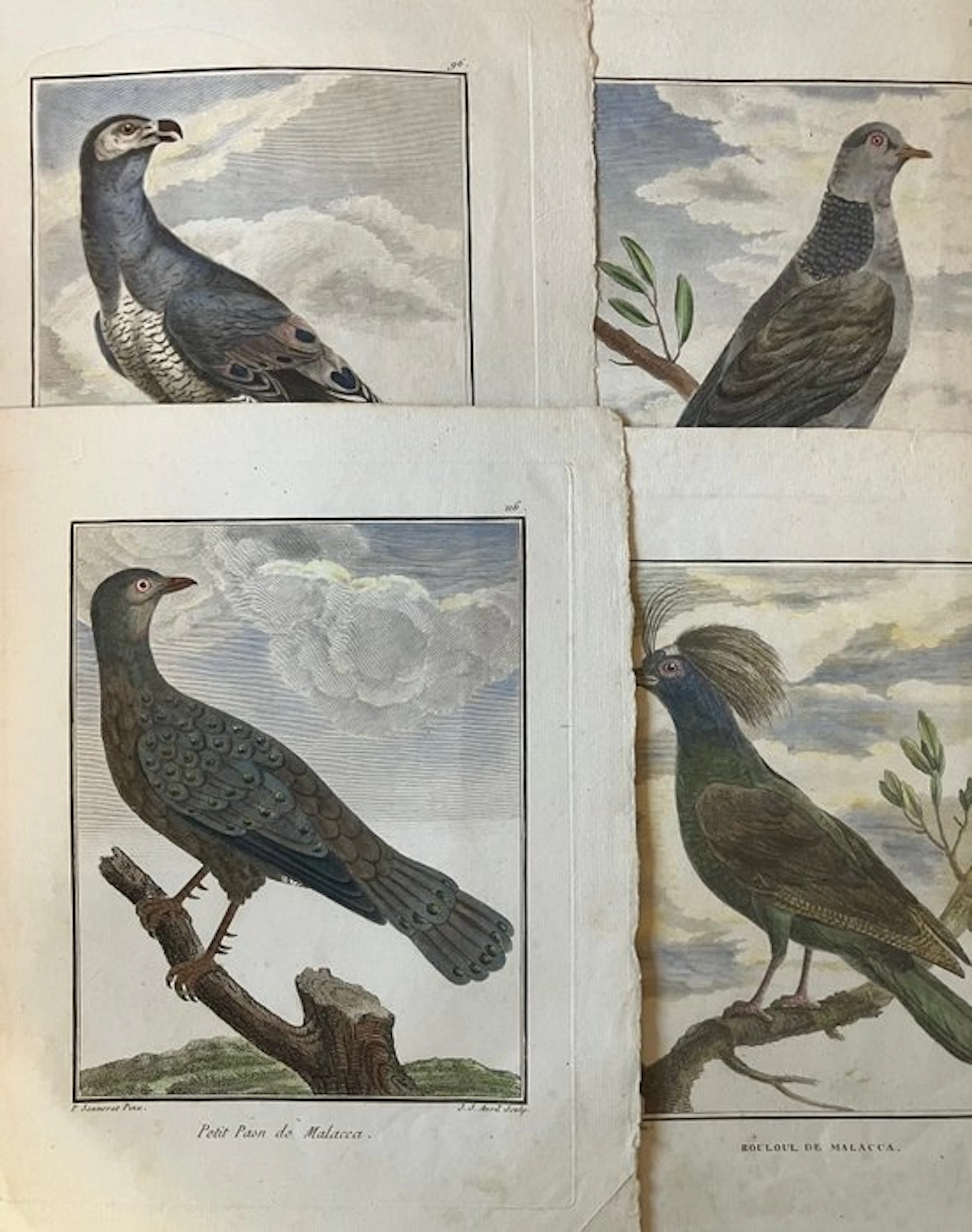 Fessart, after Pierre Sonnerat - Vögel / Birds 4 coloured copperplates - 1782