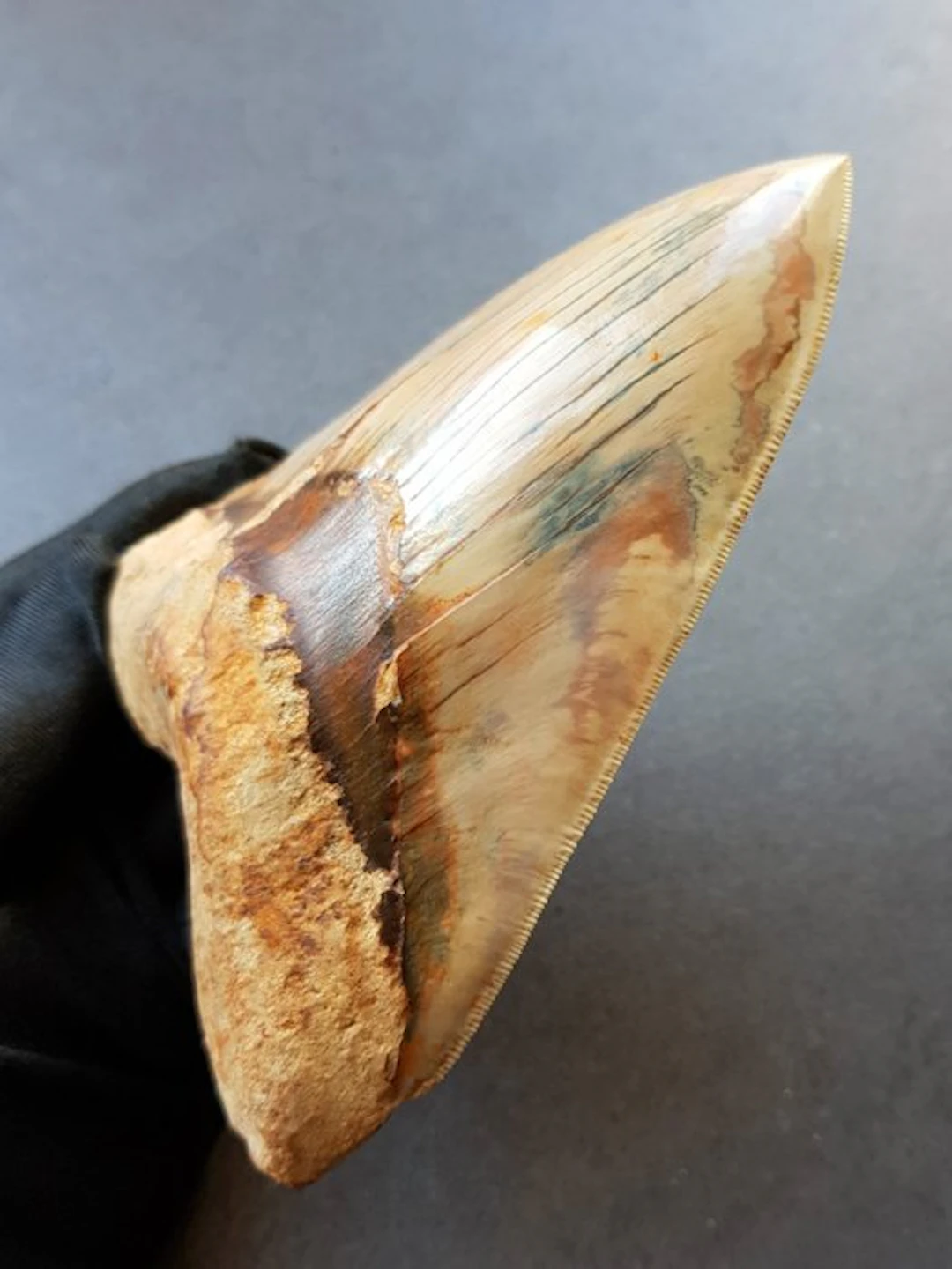 Megalodon - Fossil tooth - 14.3 cm - 10.7 cm
