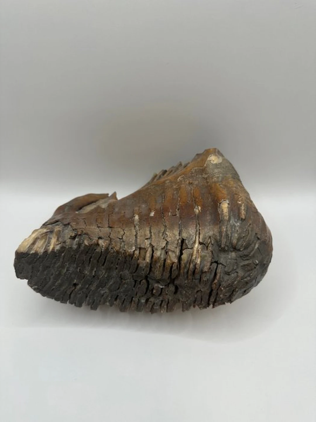 Woolly Mammoth - Fossil molar - Mammuthus primigenius
