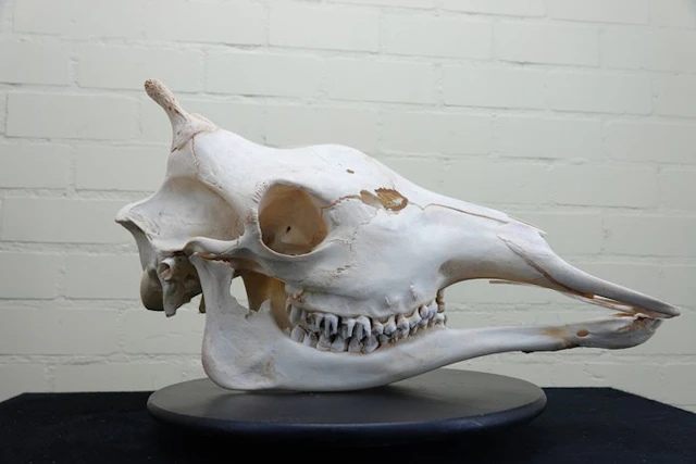 Northern Giraffe Skull - Giraffa camelopardalis (with...