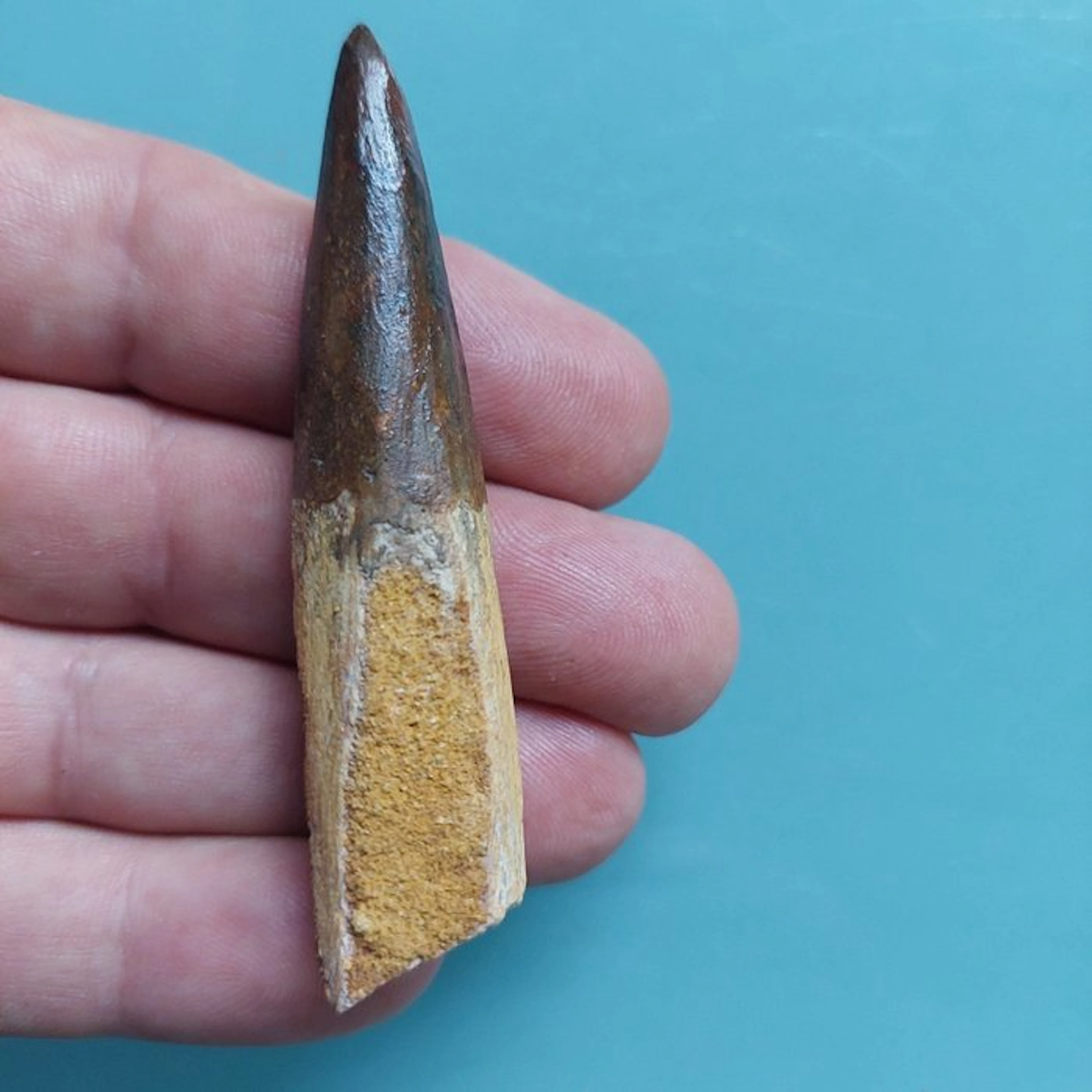 Spinosaur - Fossil tooth - 75 mm - 20 mm