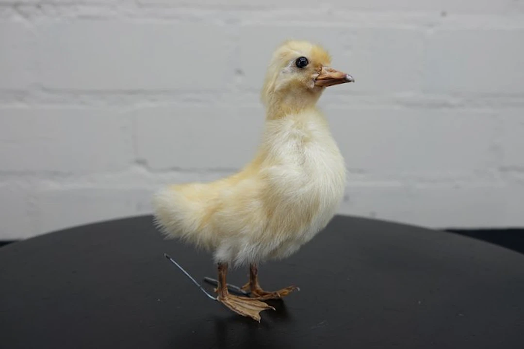 duckling Taxidermy full body mount - Anas platyrhynchos...