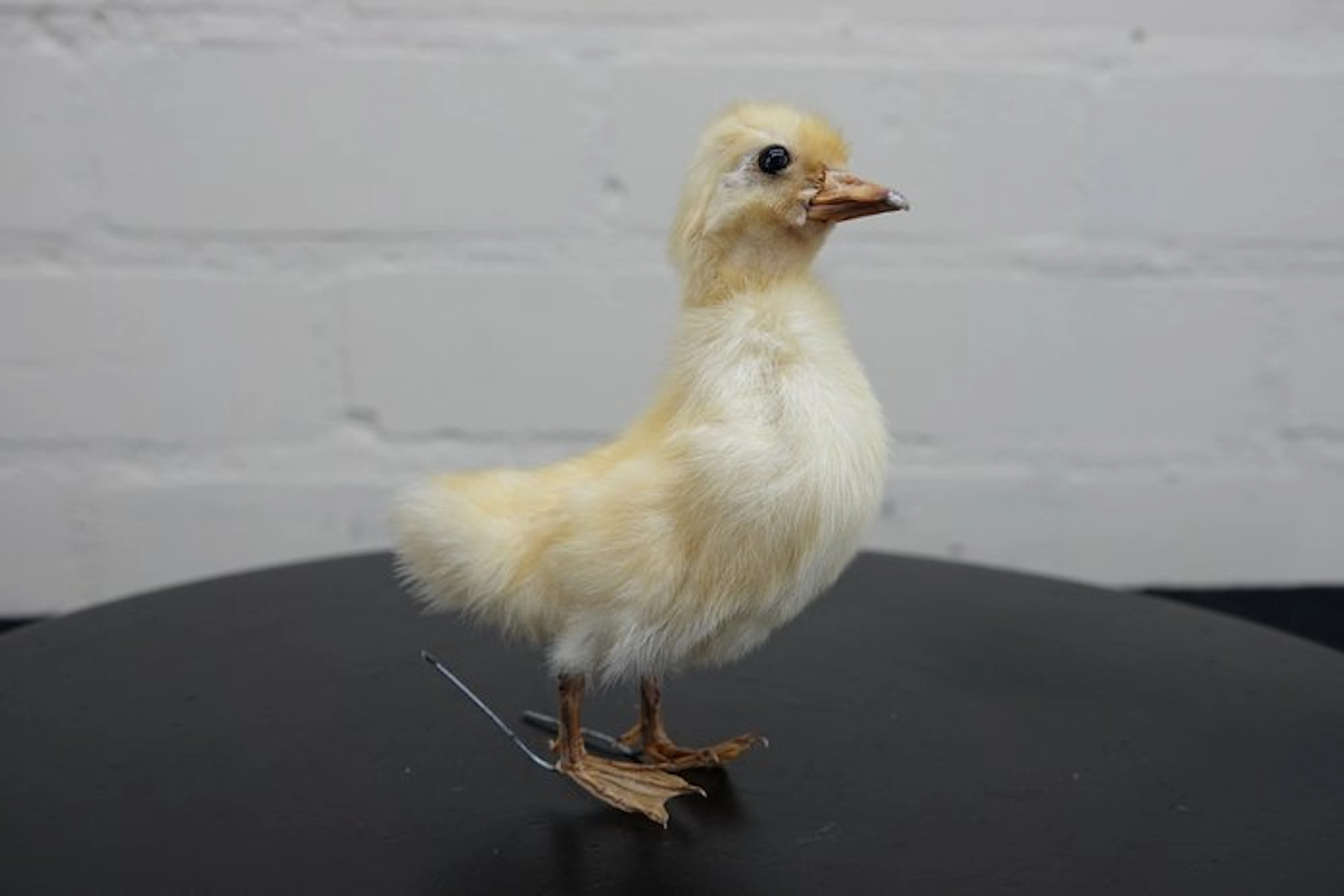 duckling Taxidermy full body mount - Anas platyrhynchos...
