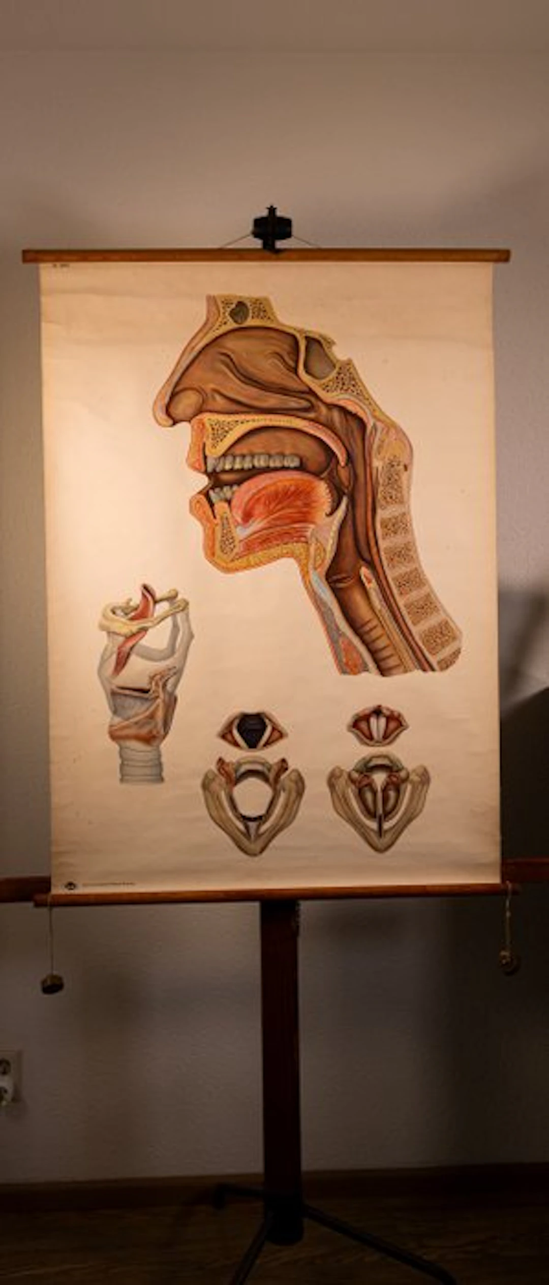 Deutsches Hygienemuseum Dresden - Beautiful old original...
