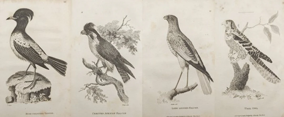 George Shaw (1751–1813) - Set of 4: Ornithological...