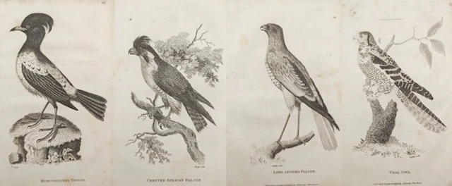 George Shaw (1751–1813) - Set of 4: Ornithological...