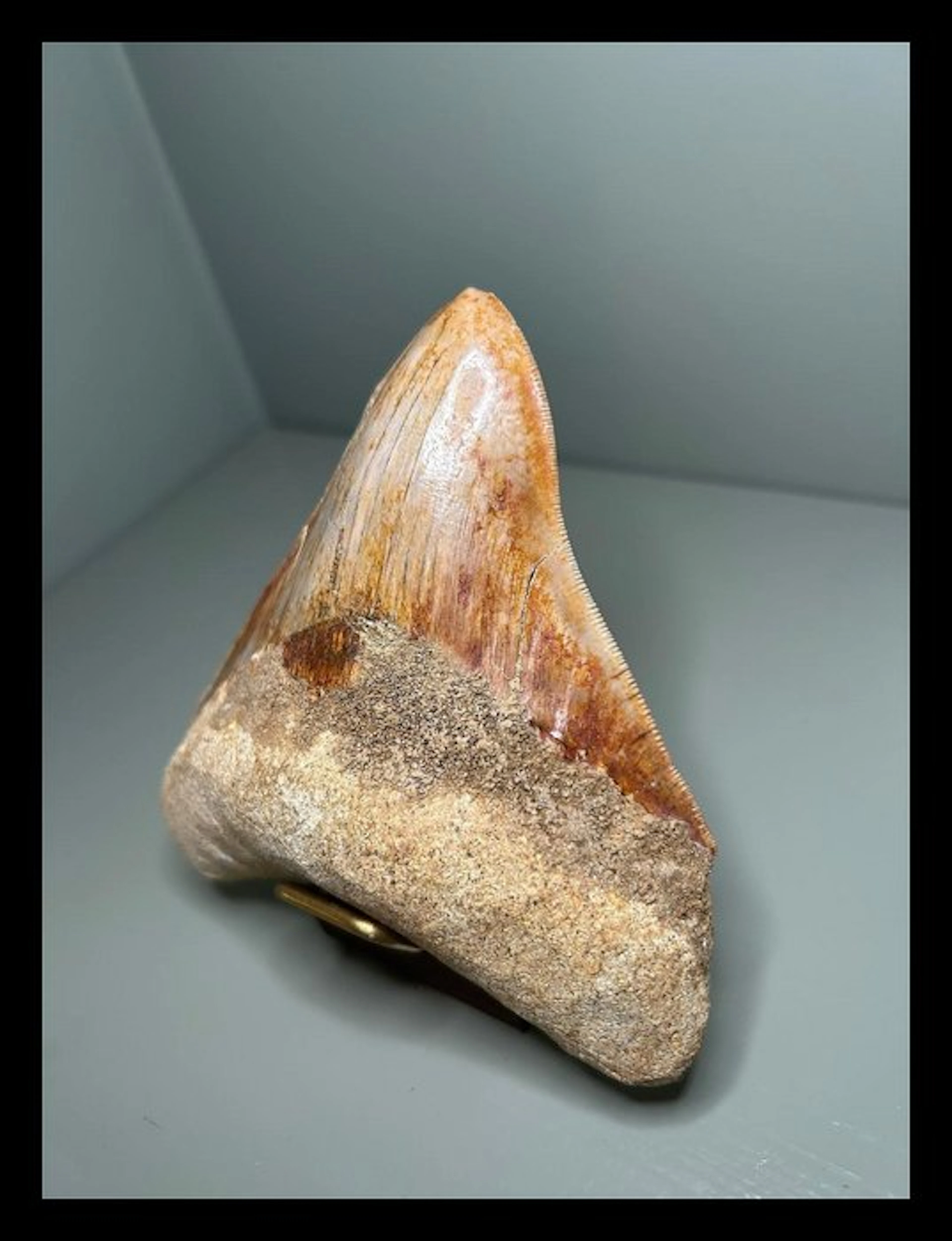 Megalodon - Fossil teeth - 127 mm - 113 mm