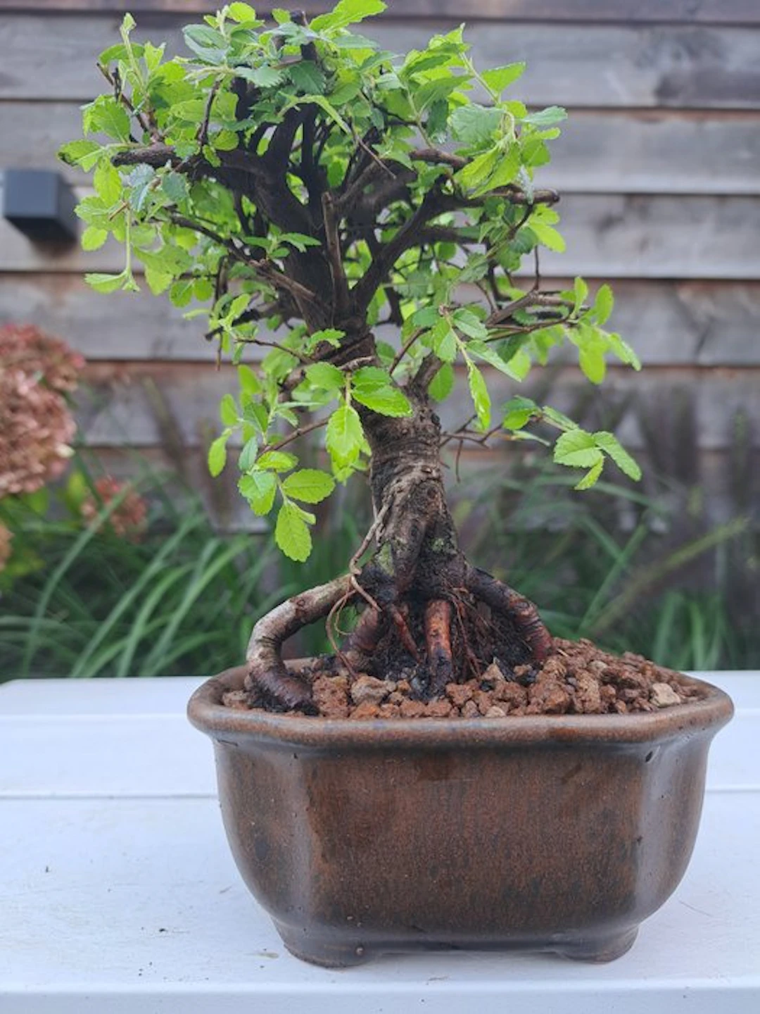 Chinese elm bonsai (Ulmus parviflora) - Height (Tree): 16...