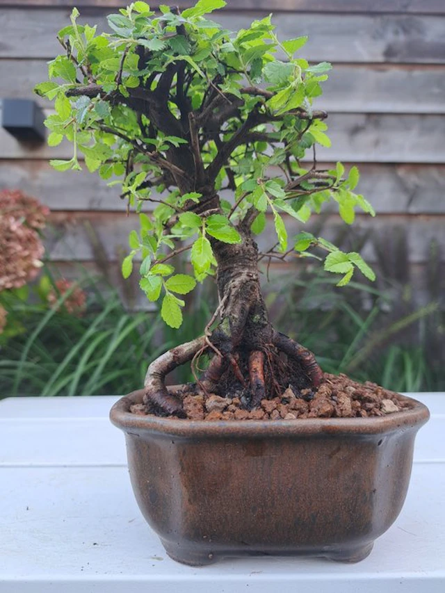Chinese elm bonsai (Ulmus parviflora) - Height (Tree): 16...