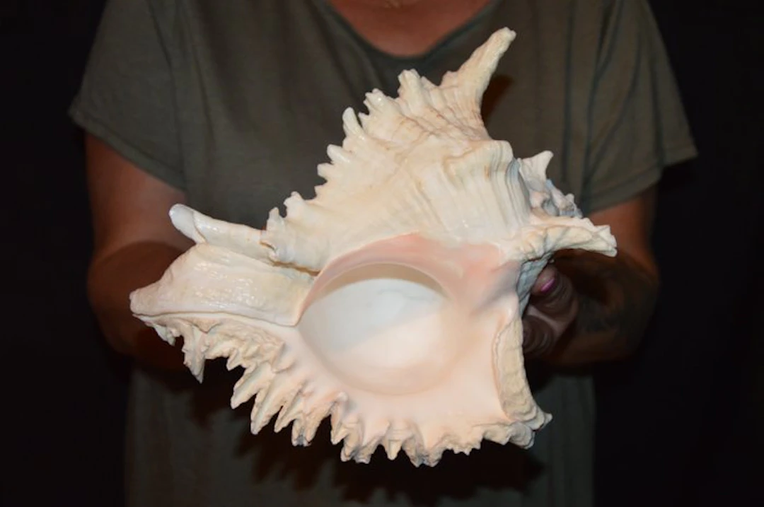 Sea Snail Sea shell - S-450 CHICOREUS RAMOSUS